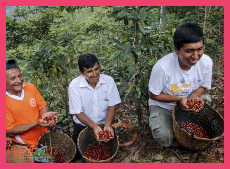 La cultura cafetalera: historias y tradiciones de las familias locales