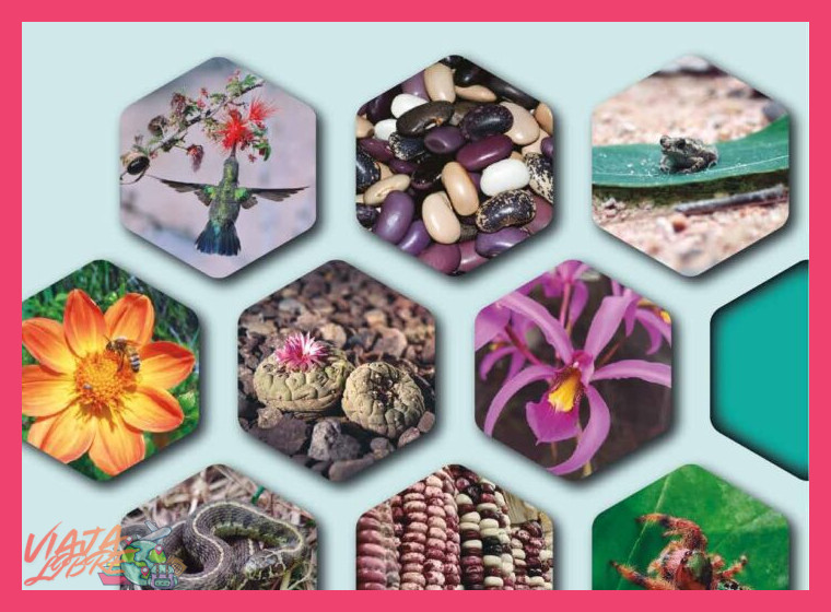 La riqueza biocultural: fauna, flora y medicina tradicional