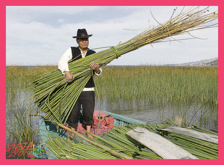 La Totora: El Material de Vida en el Lago Titicaca