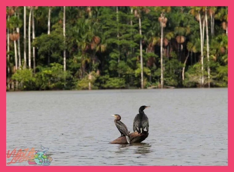 La Vida Diurna del Lago: Avistamiento de Monos y Aves en Sandoval