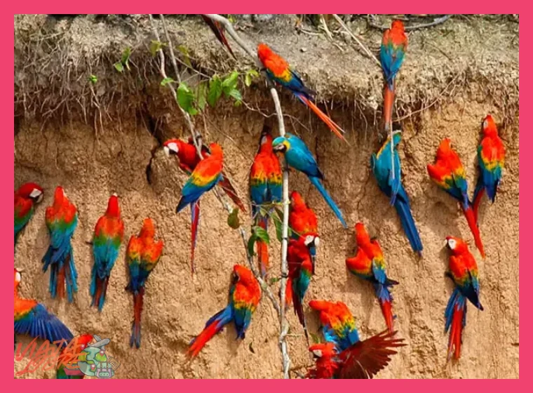 Logística de viaje: traslados, horarios y preparación para la excursión a los colpas de guacamayos en Tambopata.