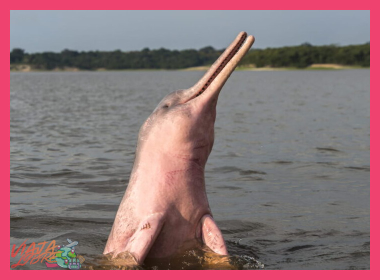 Los emblemáticos pink dolphins: Guardianes rosados del Amazonas