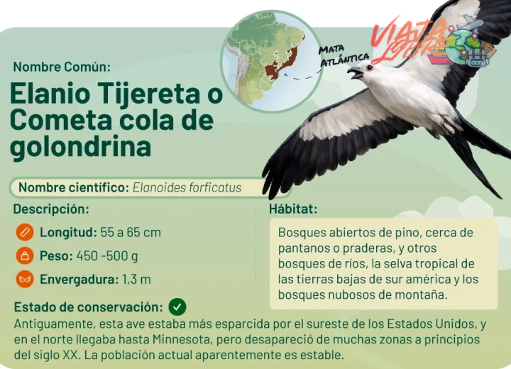 Mejor época del año para avistar aves exóticas en Ecuador y Brasil