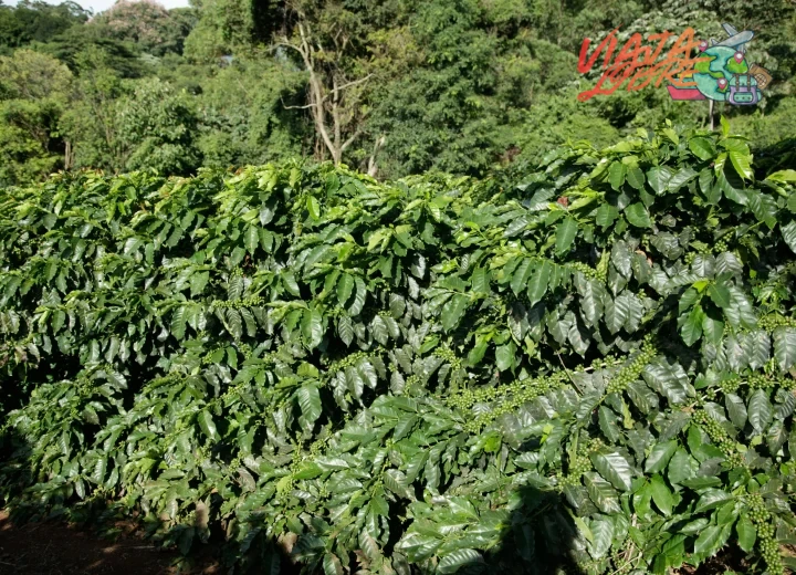 Mejor época para visitar plantaciones de café según la cosecha en cada país