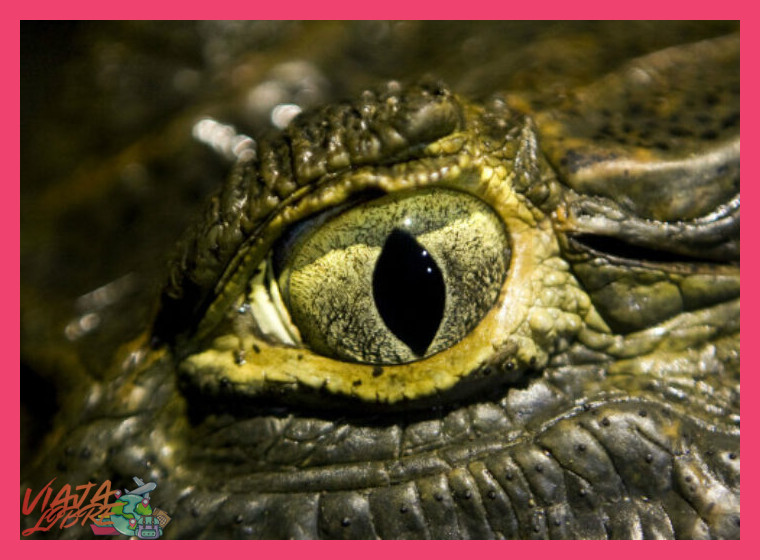 Ojos en la Oscuridad: Técnicas para Localizar y Observar Caimanes