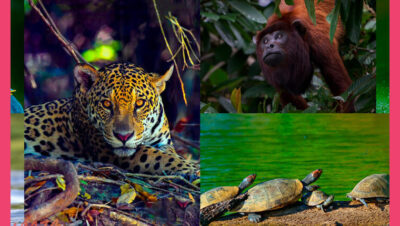 Parque Nacional Manu biodiversidad máxima en la Amazonía - Parque Nacional Manu