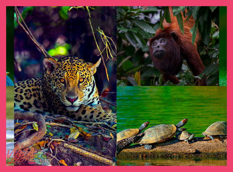 Parque Nacional Manu biodiversidad máxima en la Amazonía - Parque Nacional Manu
