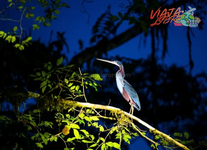 Paso 1 — Evaluar la experiencia del guía y la agencia del tour de aves