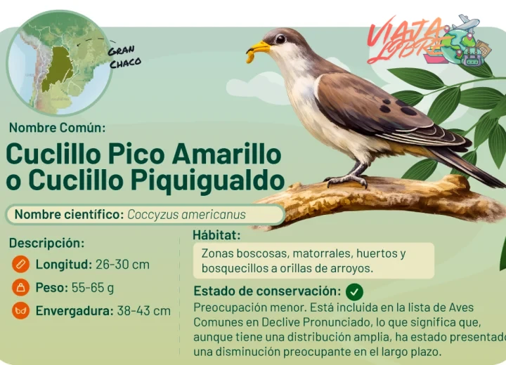 Perú: la Amazonía y los Andes como santuarios para el avistamiento de aves raras