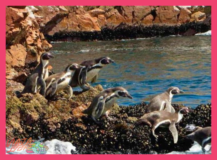 ¿Por qué las Islas Ballestas son consideradas una experiencia esencial y qué fauna se puede observar en el recorrido?