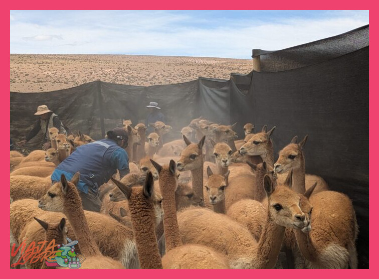 ¿Qué actividades específicas de interacción con las vicuñas y aprendizaje sobre su crianza sostenible se pueden experimentar en las comunidades del Valle del Colca?