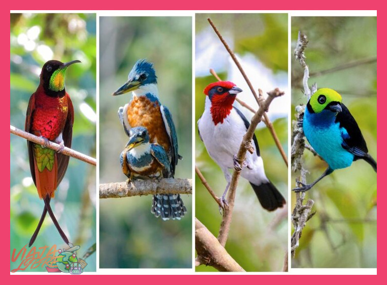 ¿Qué adaptaciones específicas tienen las aves que habitan en la región amazónica que se visitará, y cómo las facilita este itinerario?