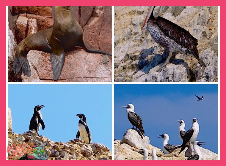 ¿Qué animales puedo ver en las Islas Ballestas?
