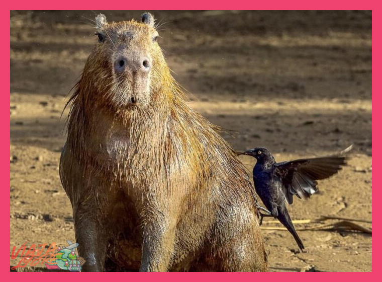 ¿Qué aves endémicas puedo esperar ver en Tambopata?