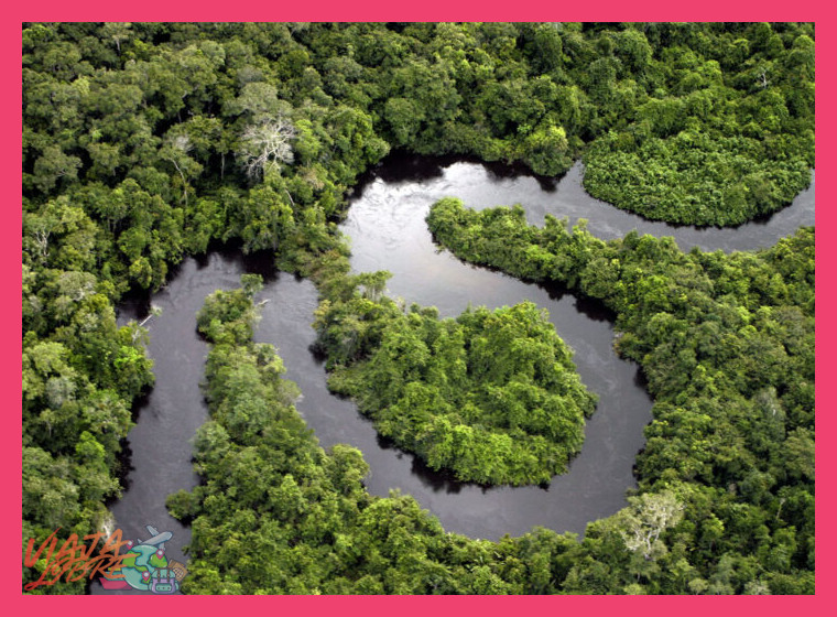 ¿Qué características definen al bosque tropical de montaña o selva alta que predomina en la región de Chanchamayo?