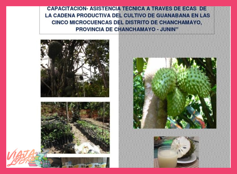 ¿Qué características del cultivo y proceso en Chanchamayo contribuyen a la alta calidad y reconocimiento de su café a nivel nacional e internacional?