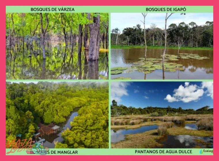 ¿Qué características ecológicas únicas de la selva inundada (várzea) definen la experiencia de visita de 3 días en la Reserva Nacional Pacaya Samiria?