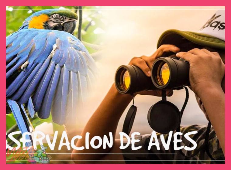 ¿Qué equipo necesito llevar para la observación de aves en la selva?