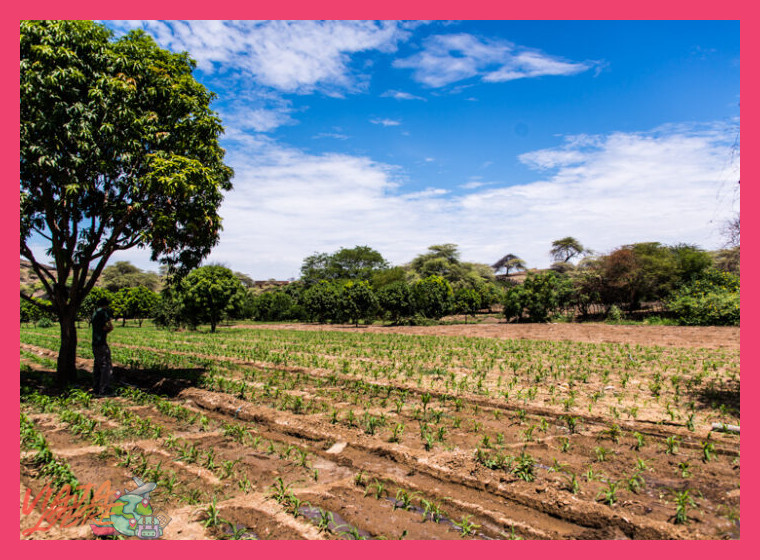 ¿Qué es una experiencia agroecológica en la sierra norte del Perú?
