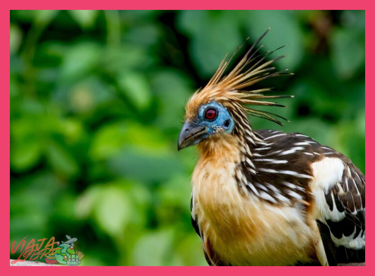¿Qué especies de aves únicas puedo esperar observar en este viaje de 6 días?
