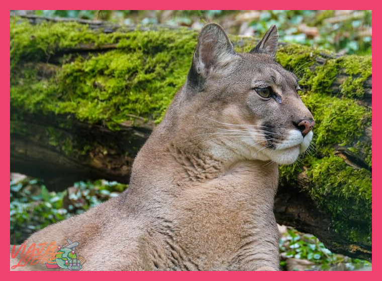 ¿Qué especies de fauna silvestre, con especial énfasis en aquellas bajo protección, pueden avistarse en el hábitat de la Reserva Chaparrí?