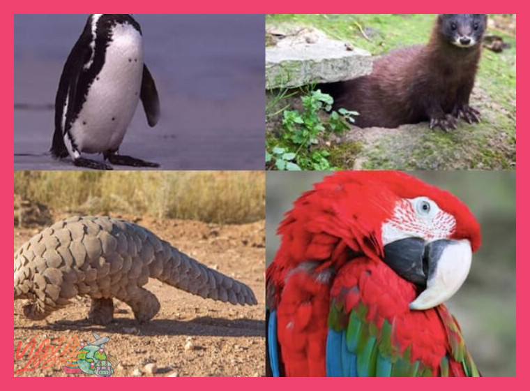 ¿Qué especies de fauna silvestre, en especial aquellas bajo algún estado de conservación, se pueden avistar en la Reserva Ecológica Chaparrí?