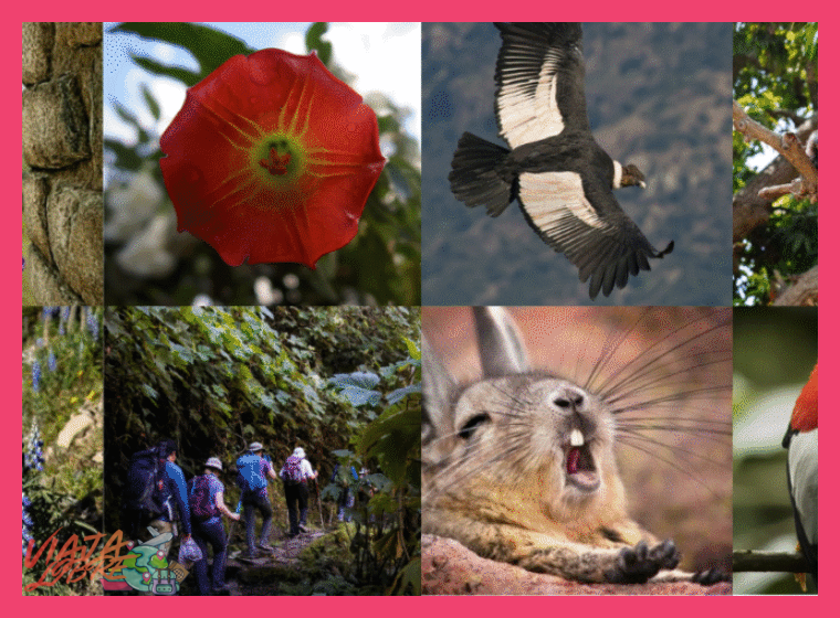 ¿Qué especies emblemáticas de flora y fauna se pueden observar durante un itinerario de 6 días en la zona de biodiversidad máxima del Parque Nacional del Manu?