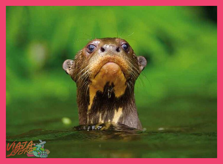 ¿Qué especies emblemáticas y niveles de endemismo hacen del Parque Nacional del Manu un punto máximo de biodiversidad a nivel mundial?