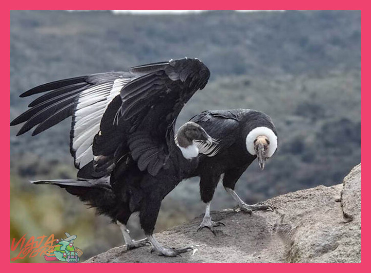 ¿Qué factores influyen en la probabilidad de observar cóndores andinos durante una visita al Cañón del Colca?