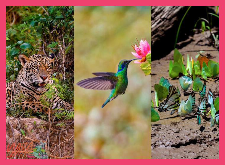 ¿Qué fauna y flora se puede observar en esta zona del Manu?