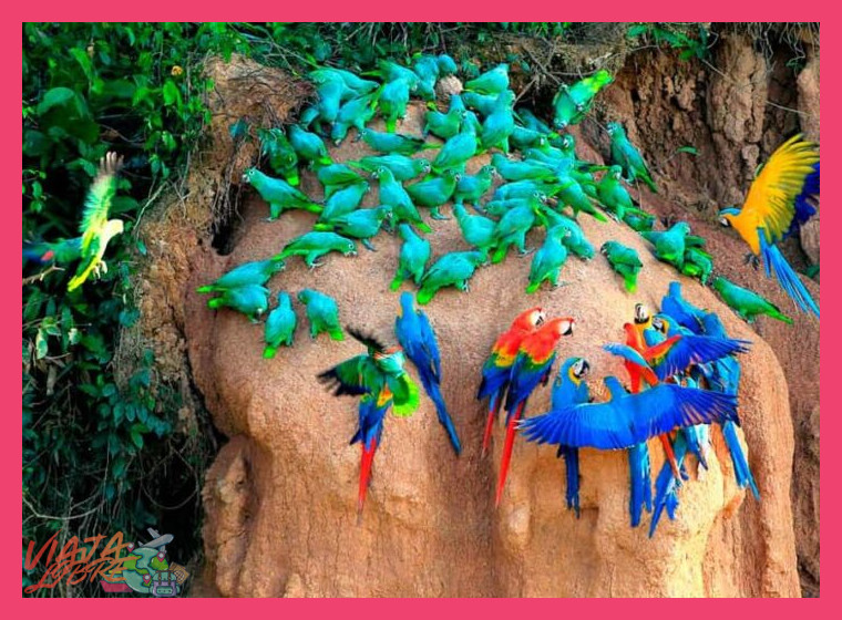 ¿Qué hace único al tour de 4 días en Tambopata con visita al clay lick de guacamayos?
