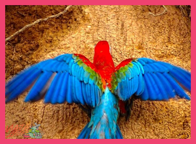 ¿Qué otras actividades de observación de fauna se realizan además del clay lick?
