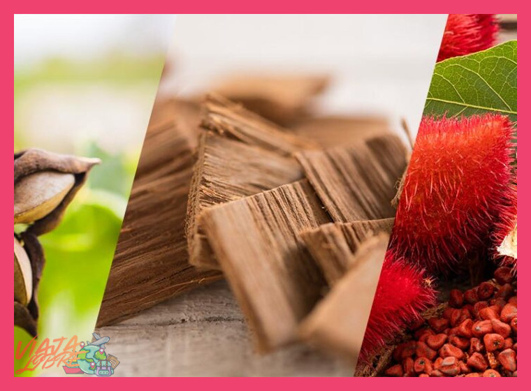 ¿Qué plantas medicinales asháninkas se utilizan tradicionalmente en Satipo y para qué dolencias?