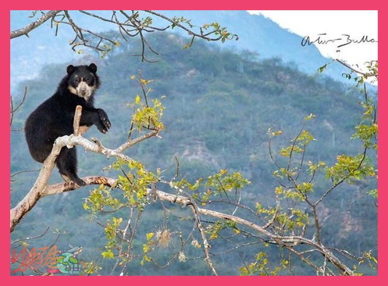 ¿Qué tipo de vida silvestre puedo observar durante mi visita?