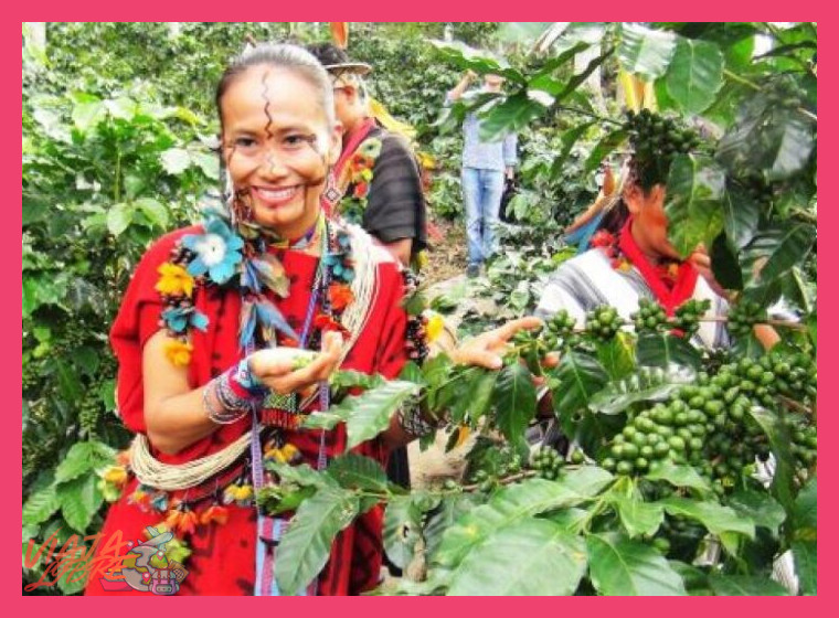 ¿Qué variedades de café se cultivan y procesan en las fincas agro-turísticas de Chanchamayo?