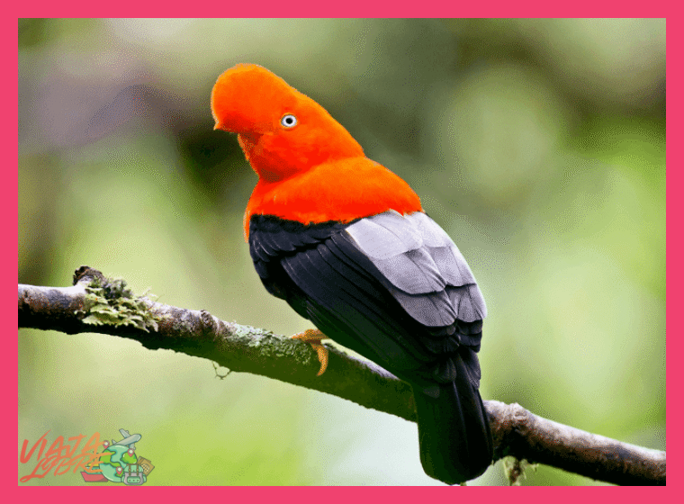 Reseñas sobre la experiencia de observación de aves y especies endémicas con un guía experto en Tambopata.