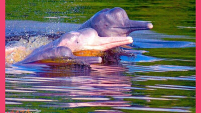 Reserva Nacional Pacaya Samiria pink dolphins y selva inundada - Reserva Nacional Pacaya