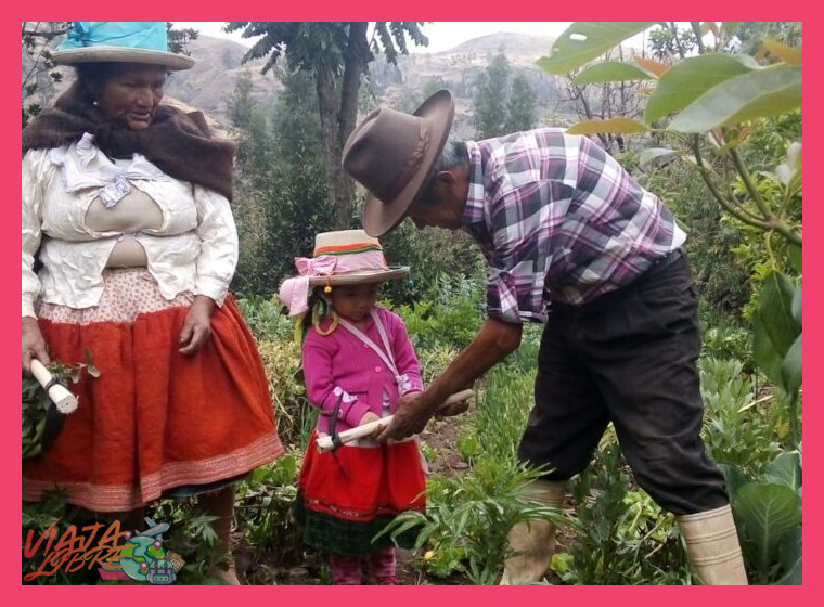 Ritmos Agrícolas: Participación en la Chacra y la Siembra