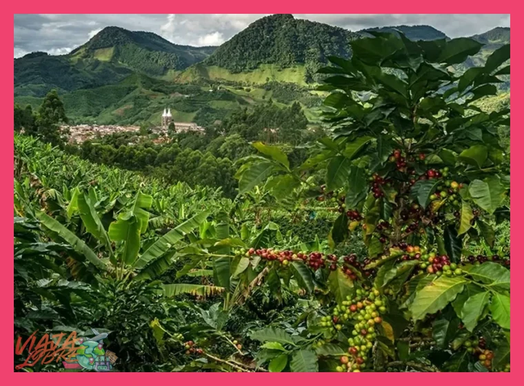 ¿Se pueden realizar tours de degustación en las fincas cafetaleras de Chanchamayo?