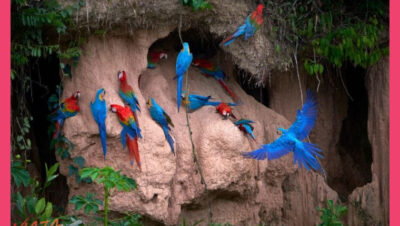 Tambopata observación de guacamayos y jaguares - Tambopata observación de