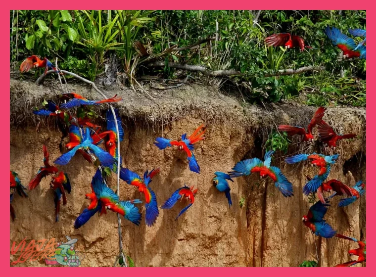 Tour Tambopata 4 días guacamayos clay lick y lodge ecológico - Tour Tambopata 4
