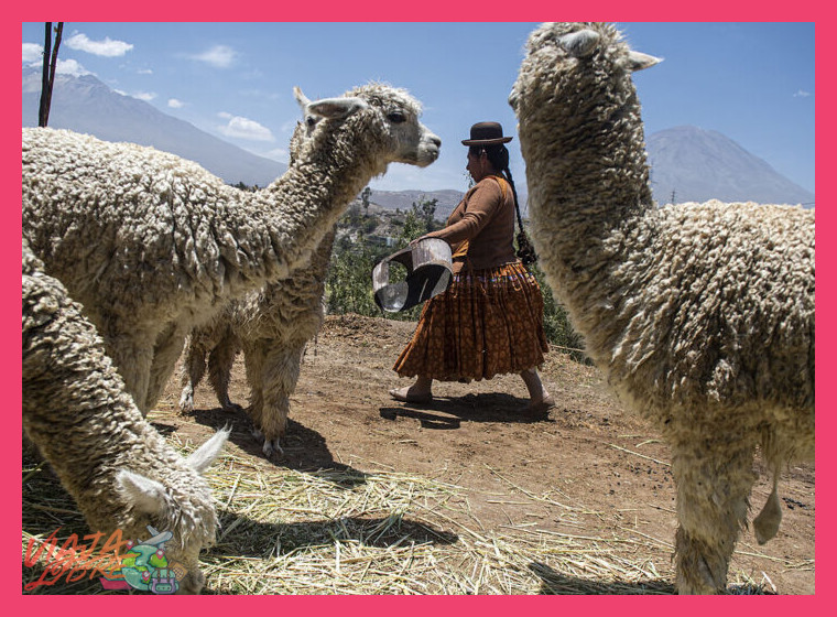 Tradiciones Textiles: La Lana que Cuenta Historias