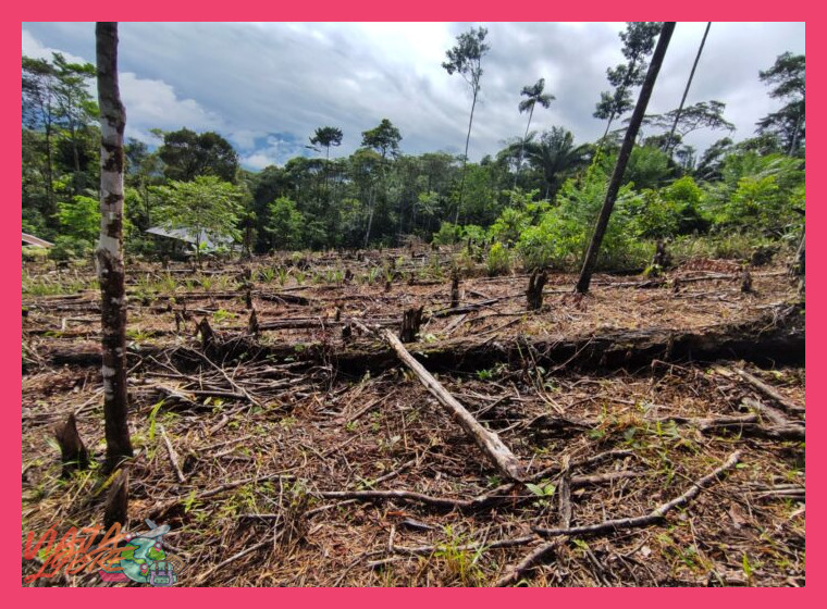Transición a la Ceja de Selva: Un Cambio de Ecosistema Radical