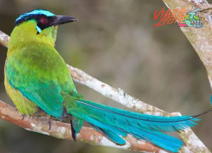 ¿Una guía de turismo de aves para principiantes - Colombia Visible?